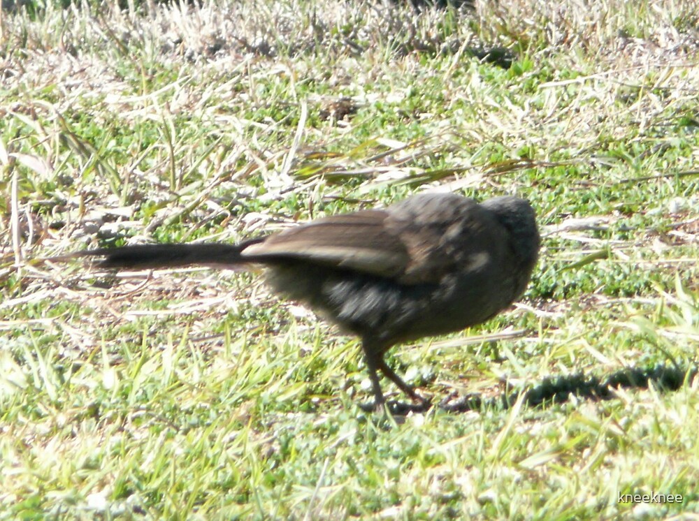 "A Headless Bird" by kneeknee Redbubble