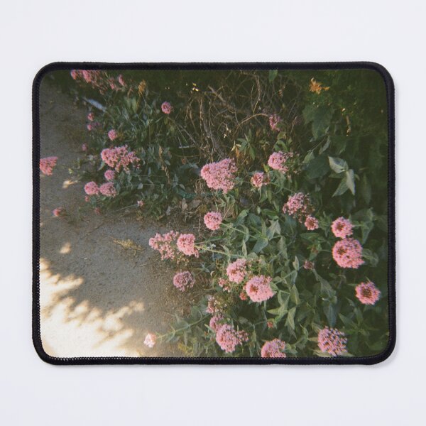 Item preview, Allora flowers on 35mm film designed and sold by Dominique Tassell.