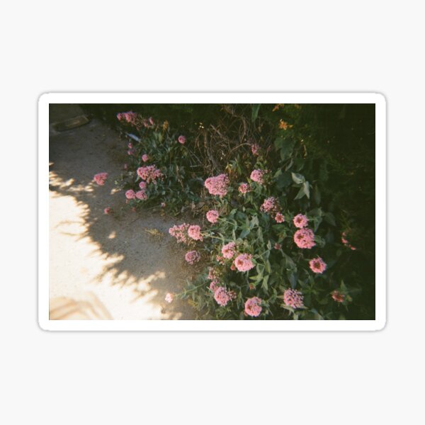 "Allora flowers on 35mm film" Sticker for Sale by dgt Redbubble
