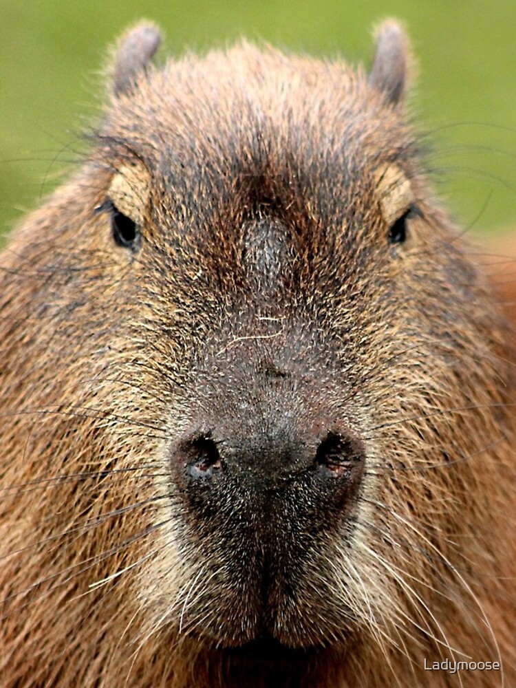 Disover Portrait of a rather handsome capybara Iphone Case