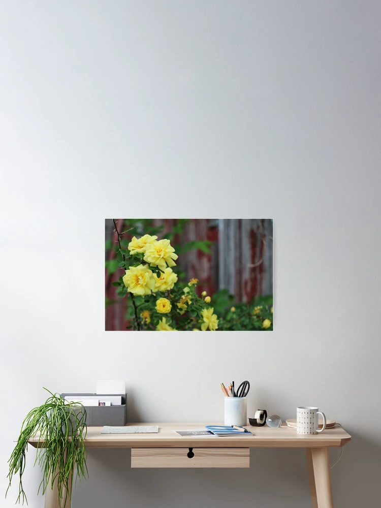 Thumbnail 2 of 3, Poster, Spring Roses #3 designed and sold by Rachel Jeffrey.