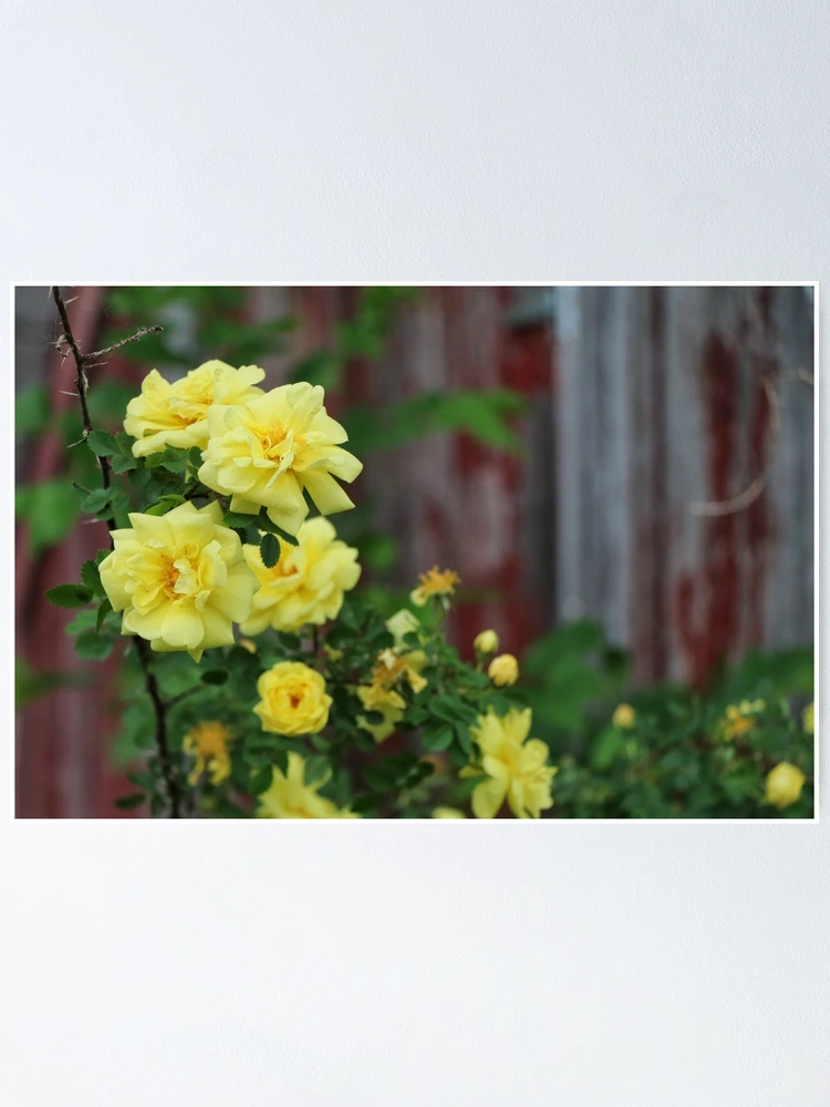 Thumbnail 1 of 3, Poster, Spring Roses #3 designed and sold by Rachel Jeffrey.
