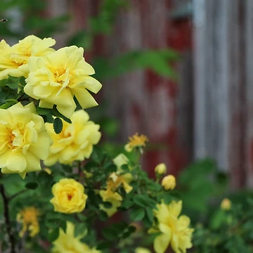 Artwork thumbnail, Spring Roses #3 by Rachel Jeffrey
