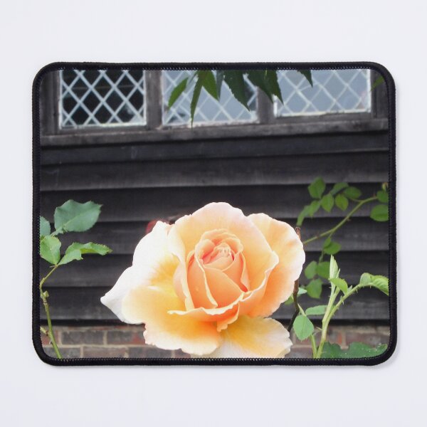 Item preview, Peach Rose designed and sold by pinkal.