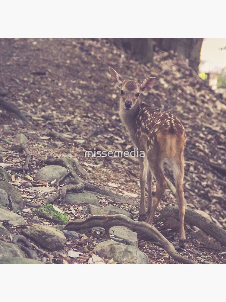 A fawn discovering the forest by missemedia