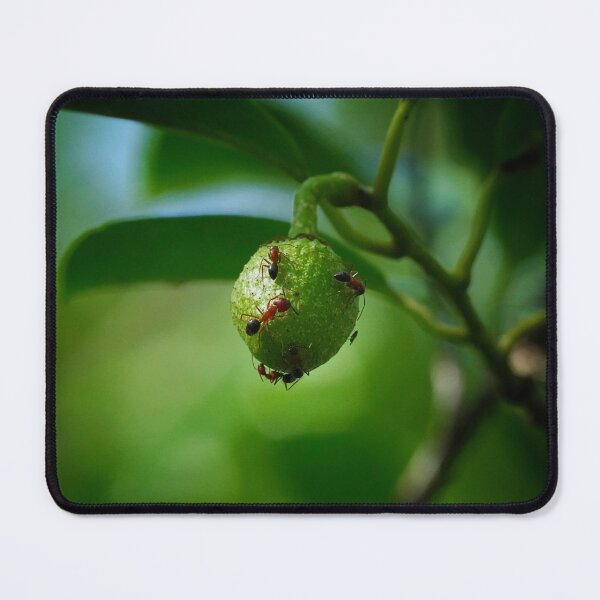 Item preview, The Green Ball of Sweet Goodness designed and sold by Dead-Moroz.
