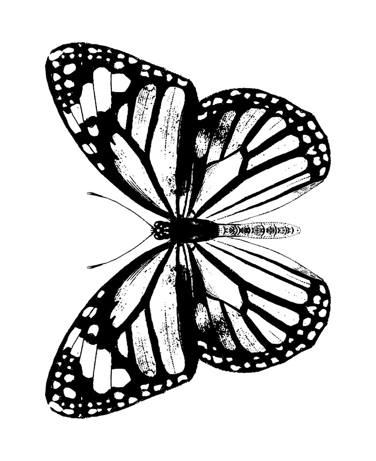 Monarch Butterfly Vintage Butterflies Black And White Ipad