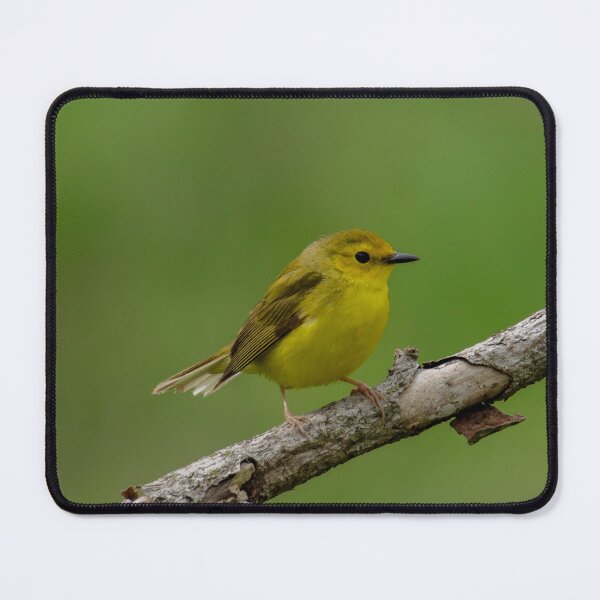 Item preview, Hooded warbler designed and sold by FlyingLilly.