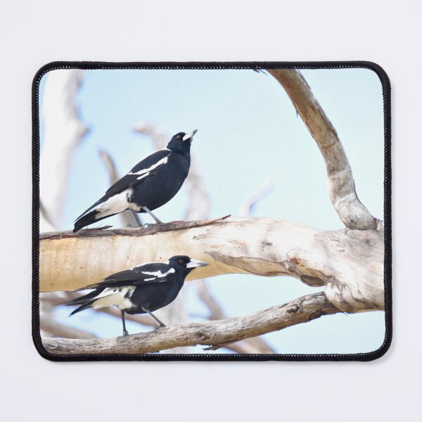 Item preview, Two Magpies warbling on Kangaroo Island designed and sold by imaginethis.