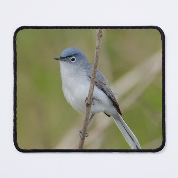 Item preview, Grey blue gnatcatcher designed and sold by FlyingLilly.