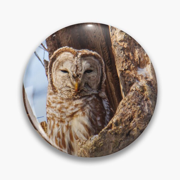 Artikelvorschau, Barred Owl entworfen und verkauft von FlyingLilly.