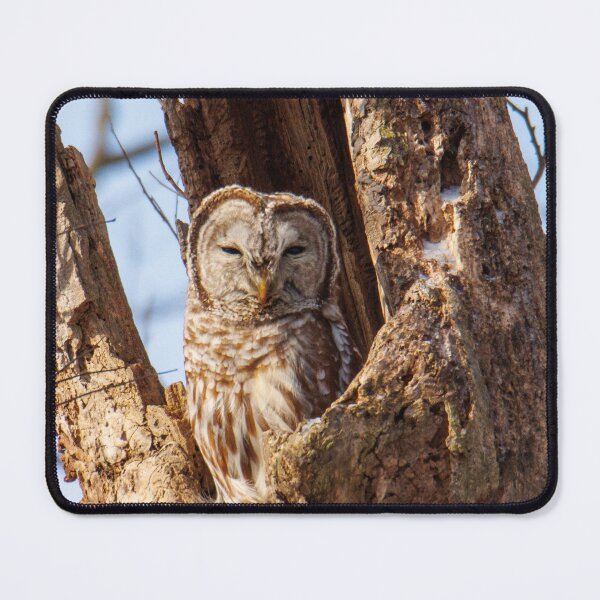 Item preview, Barred Owl designed and sold by FlyingLilly.