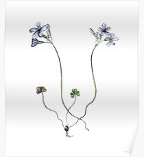 Oxalis Elegans Poster