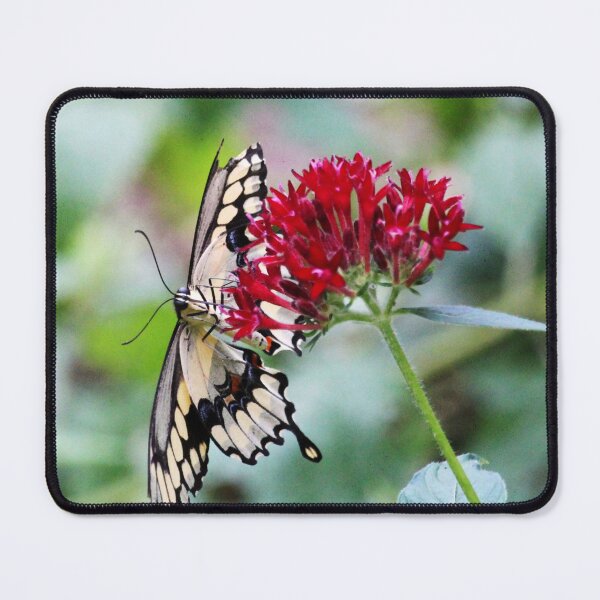 Item preview, Swallowtail Butterfly Underside designed and sold by Cynthia48.