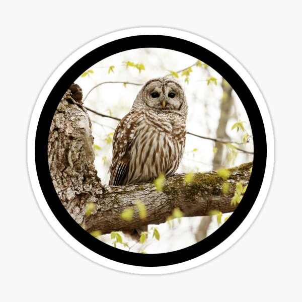 Beautiful barred owl Sticker