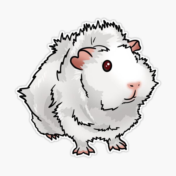 Albino abyssinian guinea store pig