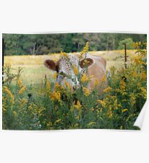 The Golden Cow In The Golden Pasture Poster
