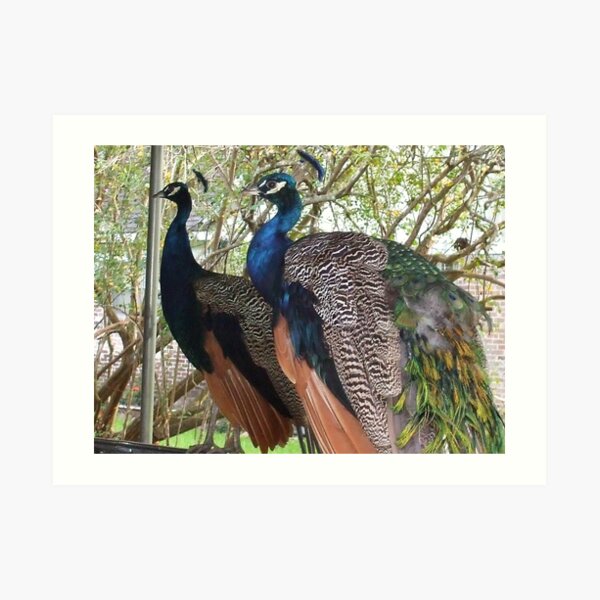 PEACOCKS II Art Print
