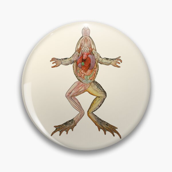 Item preview, Frog Anatomy designed and sold by TikiLuke.