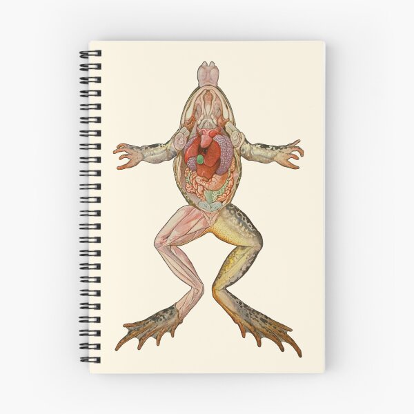 Item preview, Frog Anatomy designed and sold by TikiLuke.