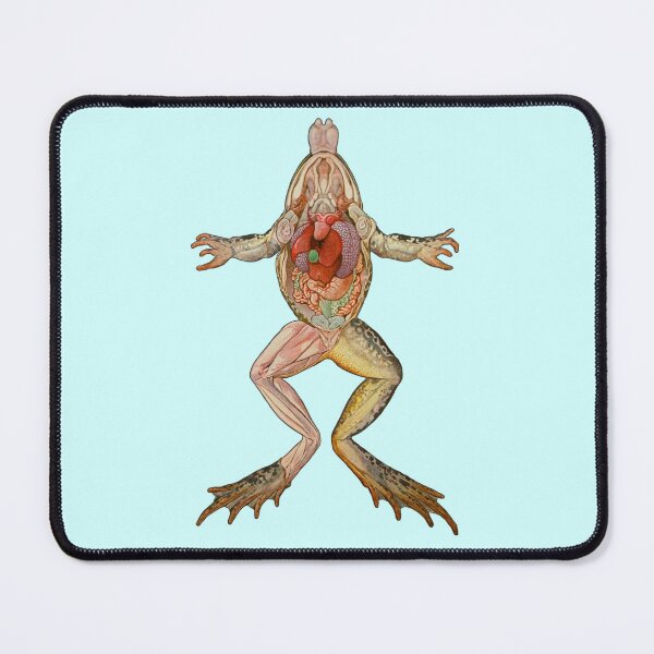 Item preview, Frog Anatomy designed and sold by TikiLuke.