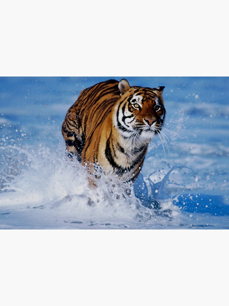 Tigre corriendo  Tiger, Animals amazing, Animals wild