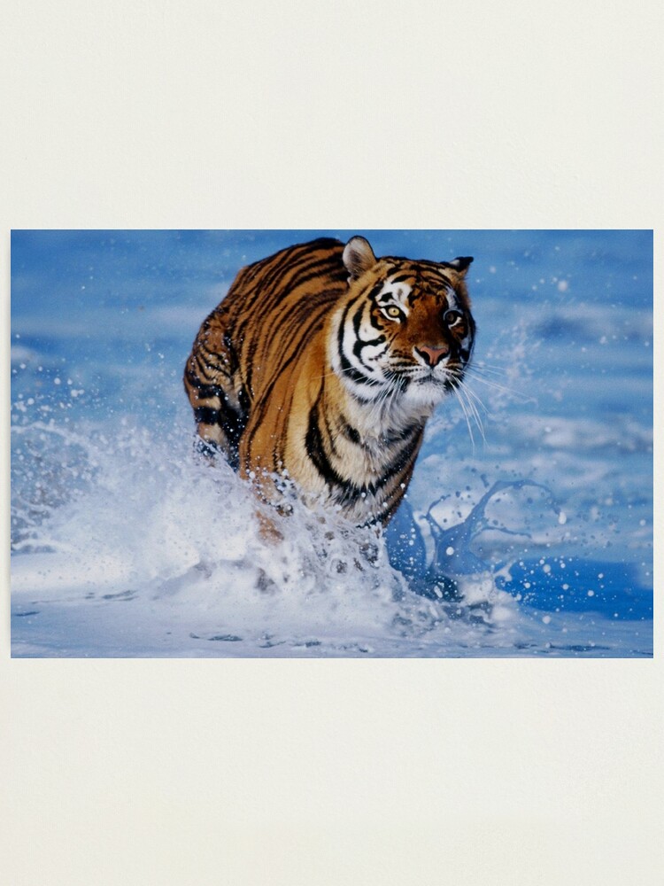 Lamina Fotografica Tigre De Bengala Corriendo En El Hermoso Agua Azul Del Oceano De Killslammer Redbubble