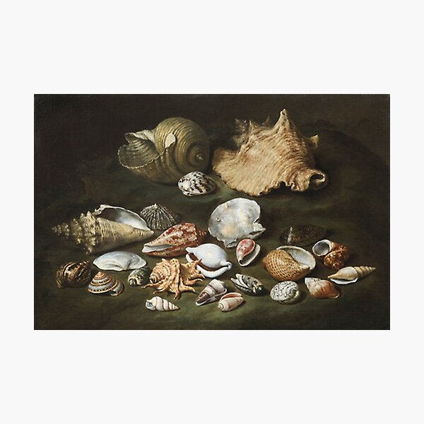 Item preview, Shell collection  designed and sold by BubbleTextBox.