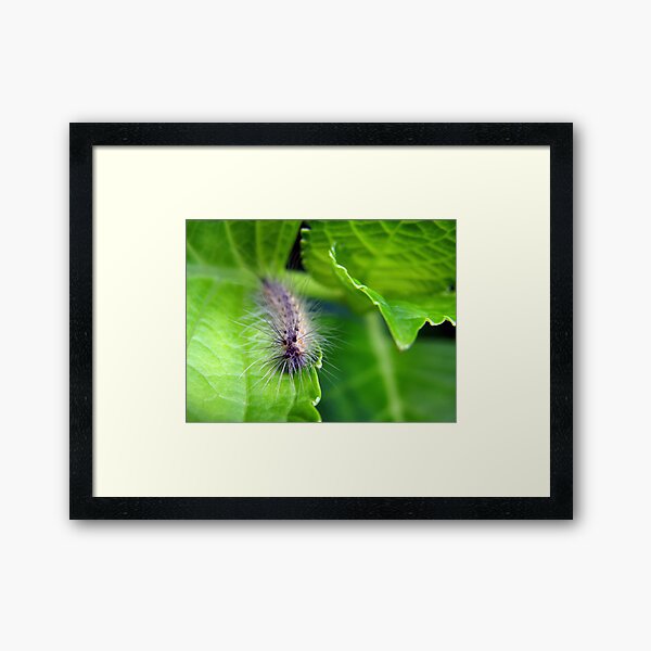 Furry Little Hydrangea Eater Framed Art Print