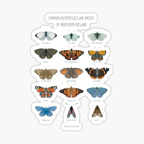 Common Butterflies and Moths of Northern Ireland Sticker