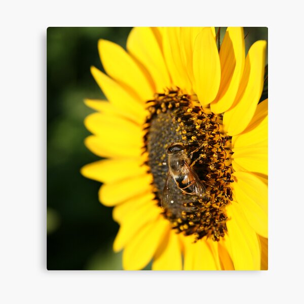 Bee Canvas Print