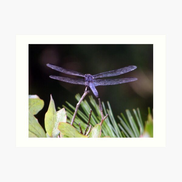 Poised! Art Print