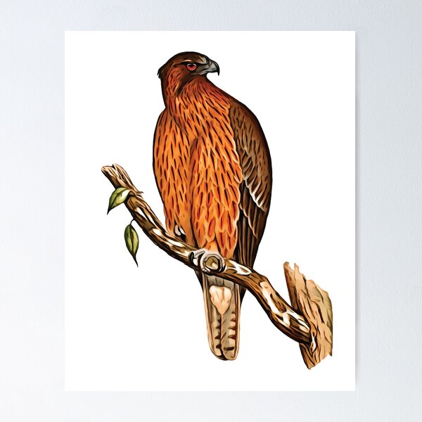 Item preview, FALCON BIRD designed and sold by MicbellaArt.