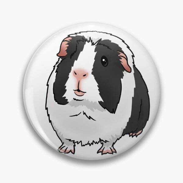 Item preview, Black Dutch Crested Guinea Pig designed and sold by KatsGuineapigs.