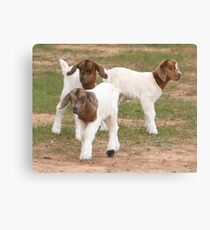 The New Trio ! #2 Canvas Print