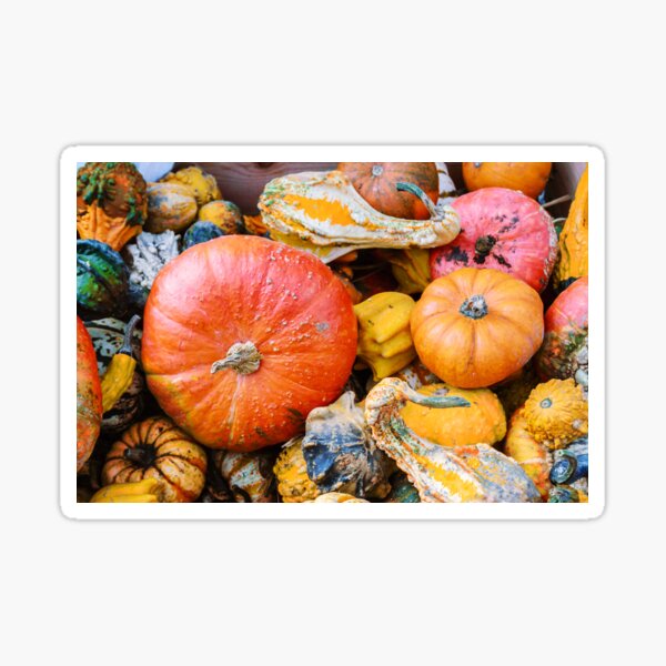 Item preview, Pumpkins and gourds designed and sold by torishaa.