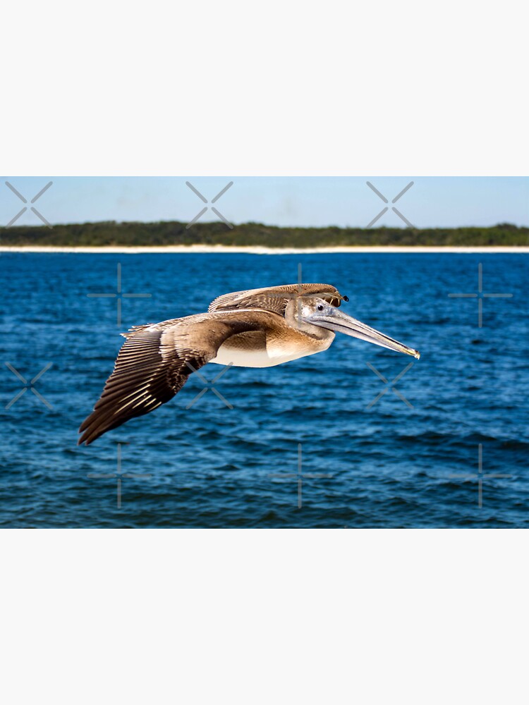 Pelican In Flight by BeachtownViews