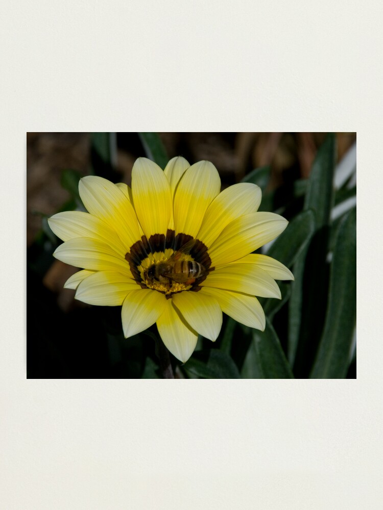 Alternate view of Bee Me Photographic Print