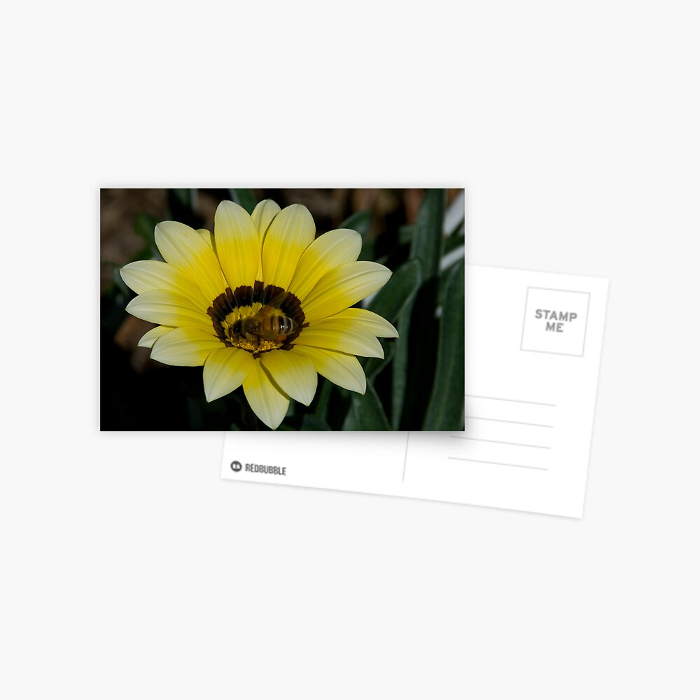 Bee Me Postcard