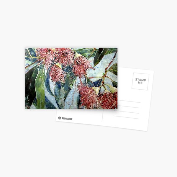 Eucalyptus gum blossoms Postcard