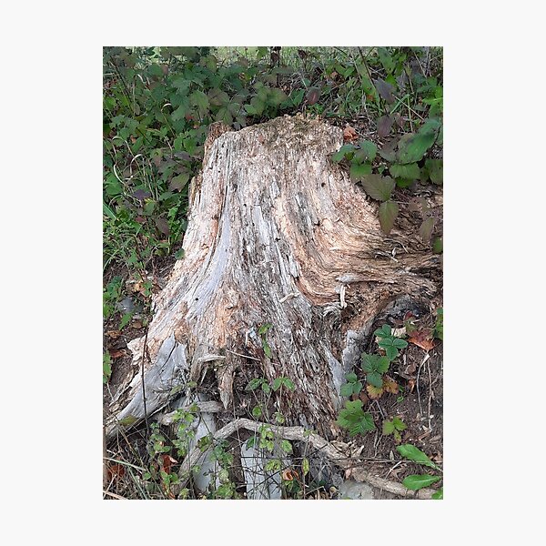 Item preview, old tree designed and sold by barbich.