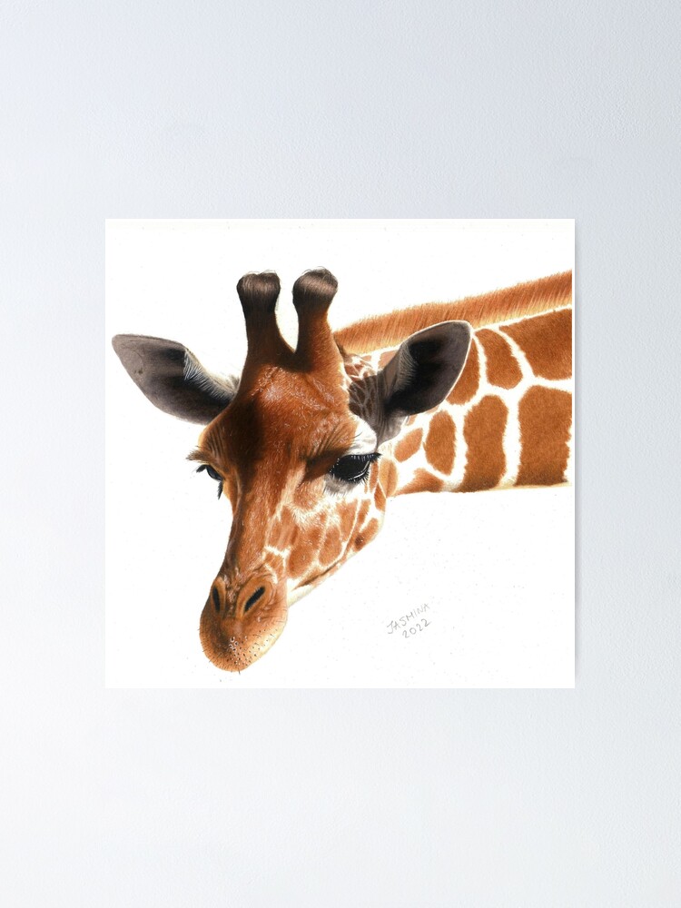 dessin au crayon de girafe facile