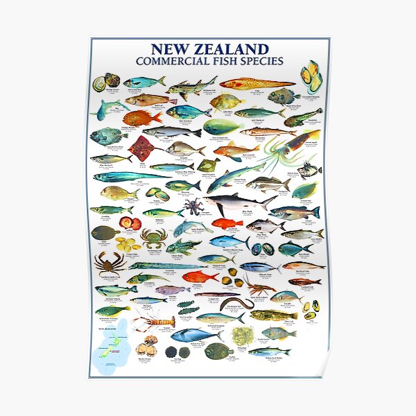 New Zealand Commercial Fish Spesies Poster