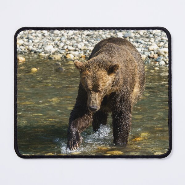 Item preview, Wild Grizzly Trying To Catch Salmon At The Toba Inlet designed and sold by rawshutterbug.