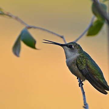 Artwork thumbnail, Ruby-throated Hummingbird by InGFocus