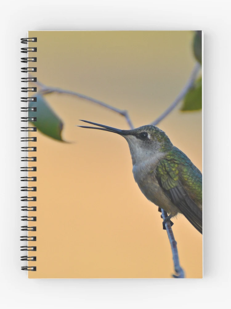 Thumbnail 1 of 3, Journal, Ruby-throated Hummingbird designed and sold by InGFocus.