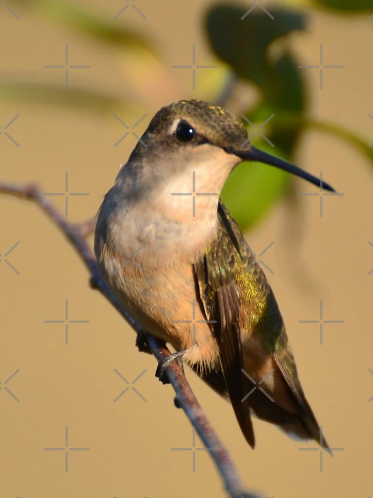 Thumbnail 4 of 4, iPhone Case, Ruby-throated Hummingbird designed and sold by InGFocus.