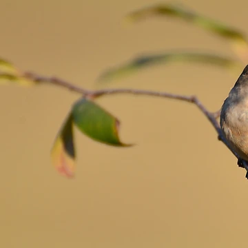 Artwork thumbnail, Ruby-throated Hummingbird by InGFocus