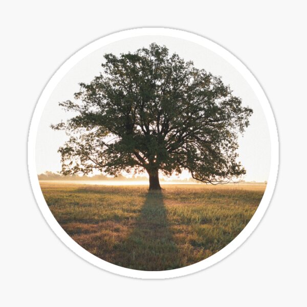 Why is mystical oak tree wallpaper｜TikTok Search