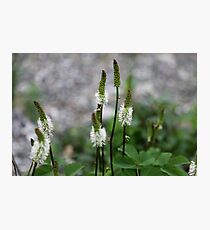 Sitka Burnet Photographic Print